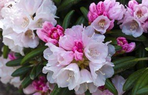 Rhododendron Pflegetipps