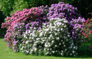 Rhododendron Pflege