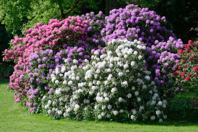 Tipps zur Pflege des Rhododendron