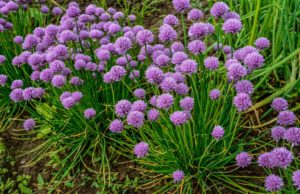 Schnittlauch zwischen Blumen pflanzen