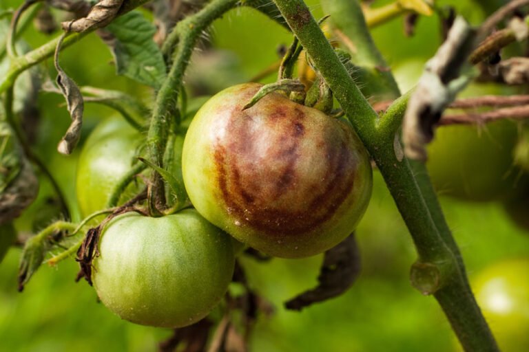Krautfäule Bei Tomaten