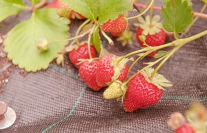 Erdbeeren mulchen Tipps