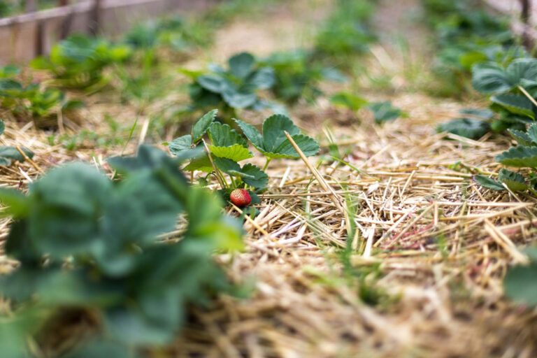 Erdbeeren mulchen – 4 Tipps