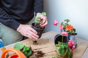 Geranien vermehren in 6 Schritten Geranien vermehren
