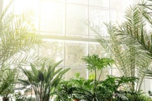 Palmen – Tipps zur Pflege und Überwintern Palmen überwintern