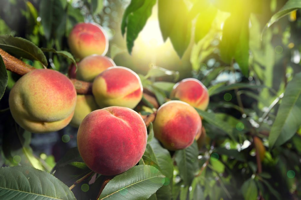 Pfirsiche im Garten – Das gibt es zu beachten