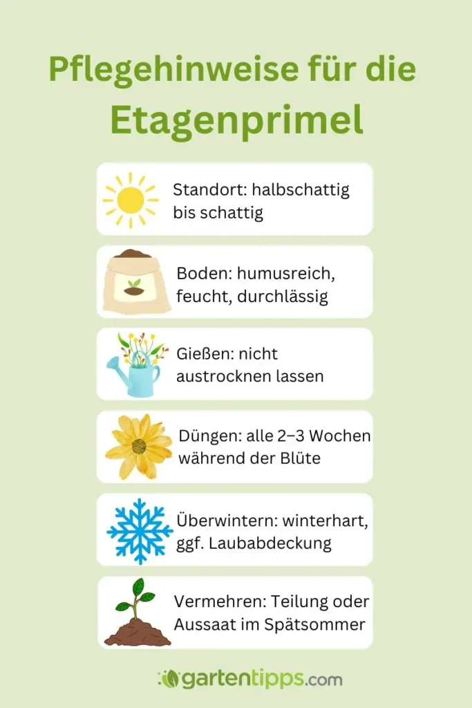Infografik Etagenprimel pflegen