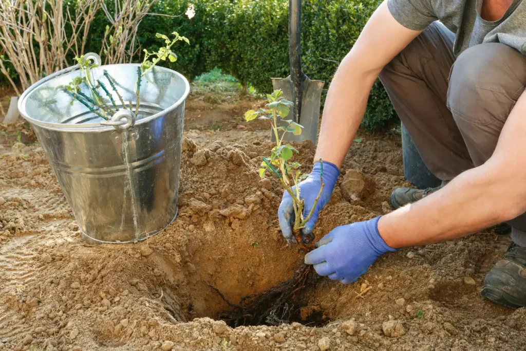 Rose wird im Beet eingepflanzt.