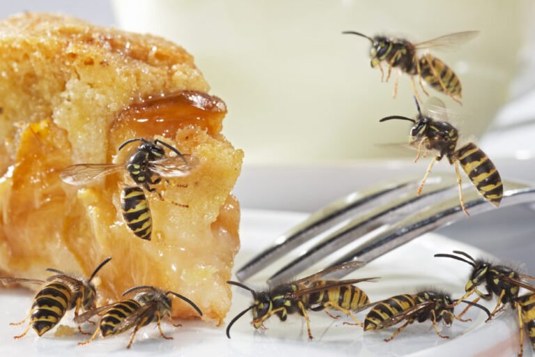 Schutz vor Wespen – 3 Tipps