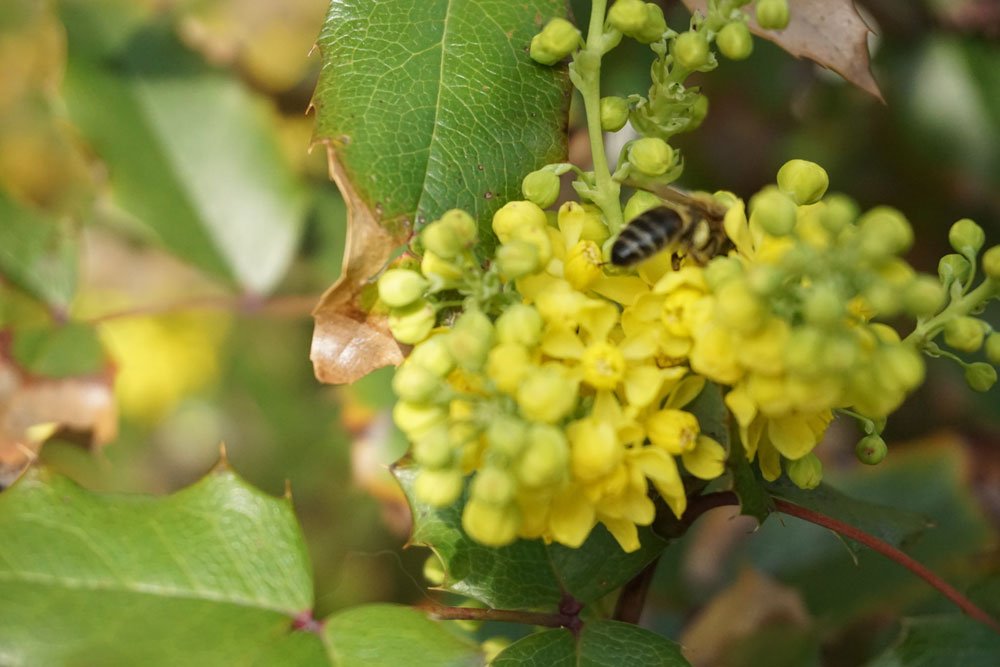 Weintrauben vor Wespen schützen