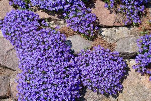 Gartenmauer bepflanzen Blaukissen