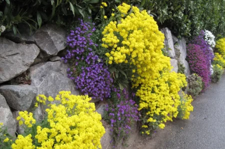Gartenmauern bepflanzen