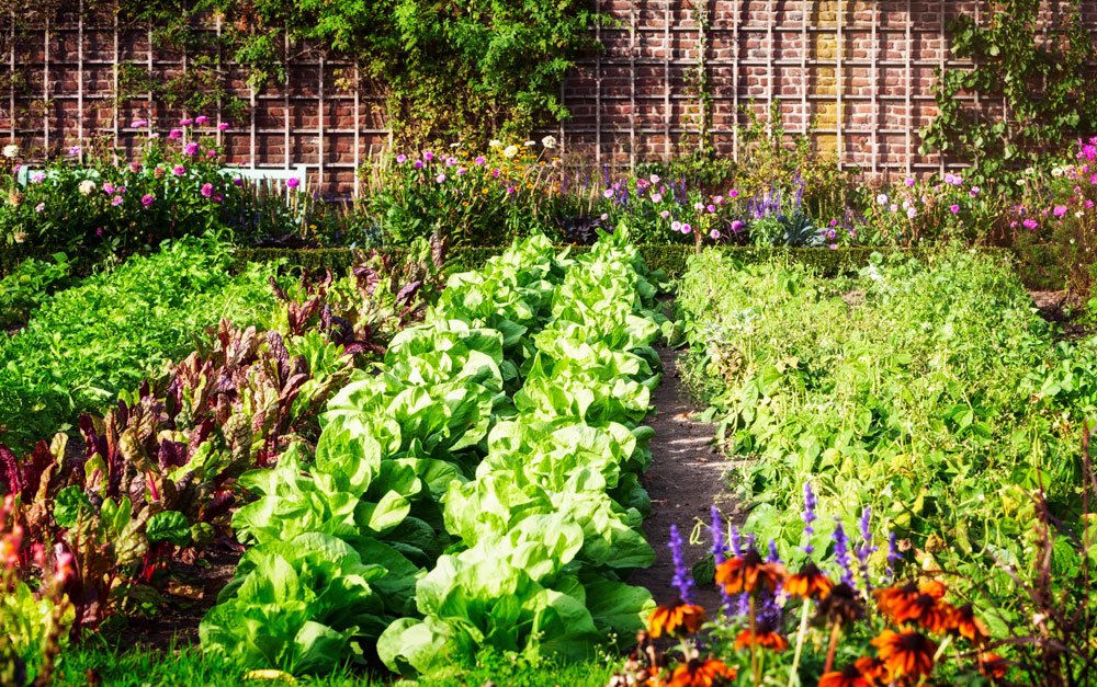 Gemüse im Garten – 4 Aufgaben im Juli