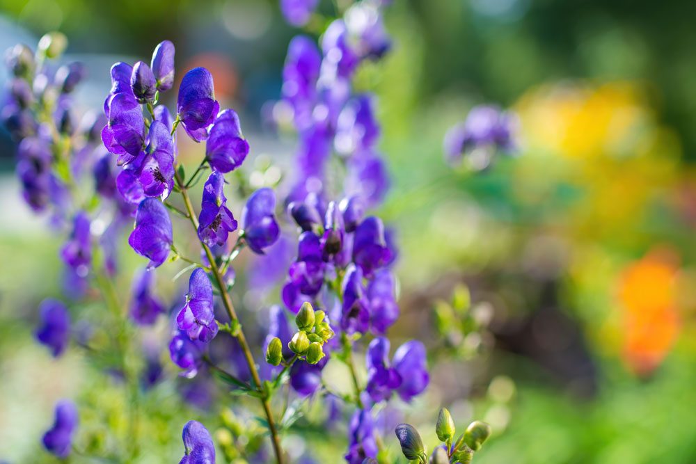 Giftpflanzen im Garten