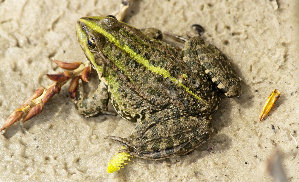 Kleiner Teichfrosch