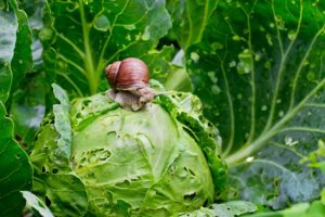 Schnecke