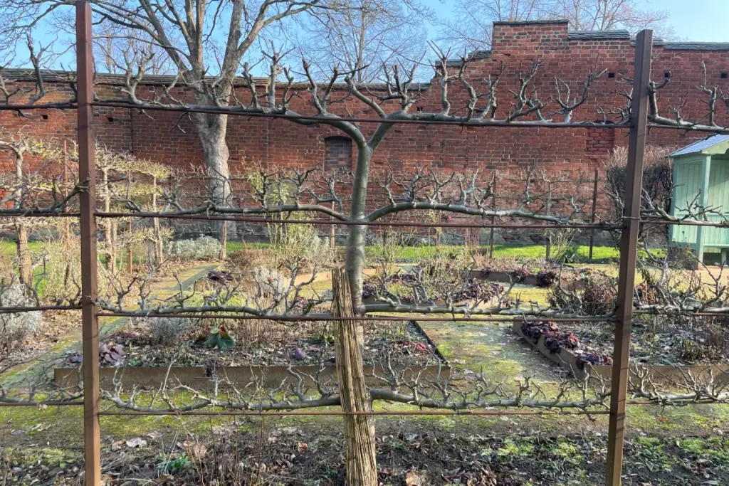 Apfelbaum am Spalier als Zaun gewachsen.