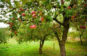 Welche Apflesorte pflanzen?