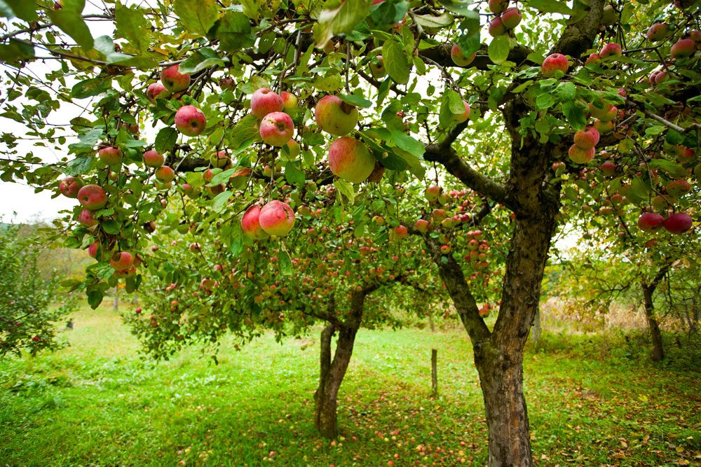 Obstbäume düngen