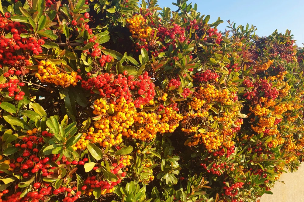 Feuerdorn 'Red Column' als Immergrüne Hecke