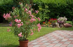 Oleander: Schädlinge