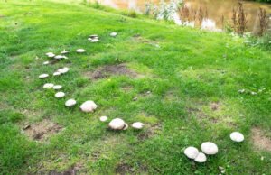Pilze im Rasen entfernen