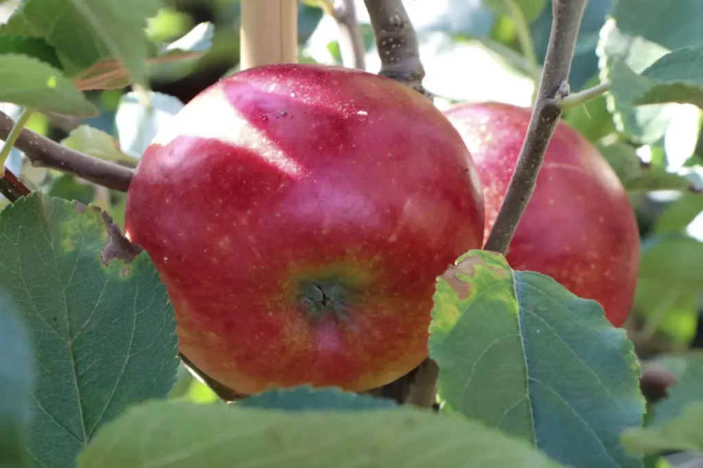 SĂ€ulenapfel Wellant