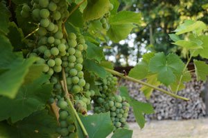 Wein pflegen im Sommer – 3 wertvolle Tipps