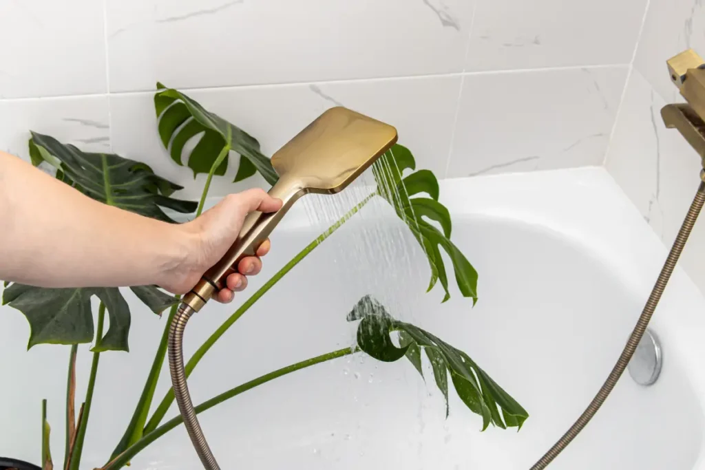 Zimmerpflanze wird in der Dusche abgeduscht.