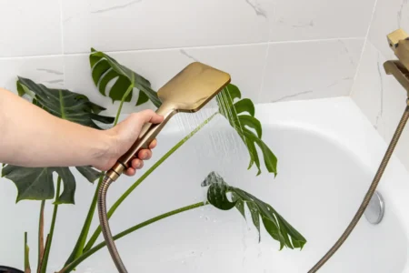 Zimmerpflanze wird in der Dusche abgeduscht.