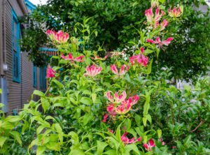 Ruhmeskrone – Blüten wie eine Krone Ruhmeskrone pflegen
