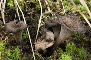 Bodenpilze einsetzen Symbiose Pflanze Pilz