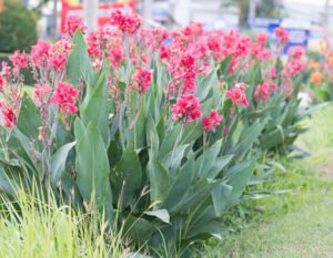 Canna überwintern