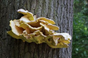 Pilze an Baumstämmen – Was kann man dagegen tun?
