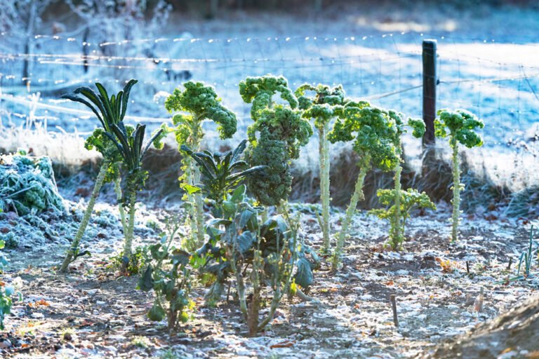Wintergemüse ernten – Welche Gemüsesorten sind winterhart?