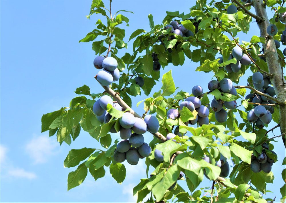 Zwetschgenbaum schneiden Anleitung