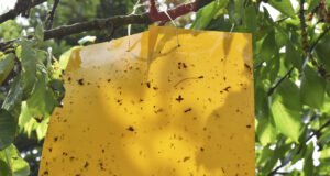 Fangtafeln gegen Insekten einsetzen