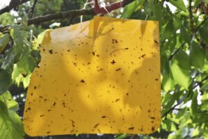 Fangtafeln gegen Insekten einsetzen – So geht’s Fangtafeln gegen Insekten einsetzen