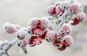 Frostschäden an Pflanzen