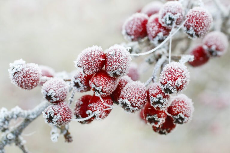 Frostschäden an Pflanzen