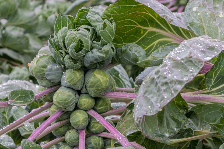 Gemüsegarten im November – 4 wichtige Tipps