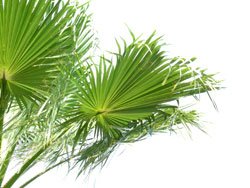 Hanfpalmen überwintern – Schützen Sie die Palmen vor Nässe