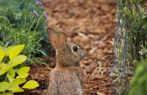 kaninchen Baum Kaninchenfraß Schutz