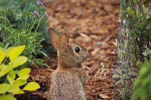 Bäume vor Kaninchenfraß schützen – So geht’s!