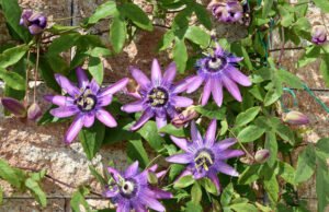 Passionsblume pflegen
