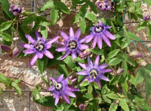 Passionsblumen pflegen – Eine Blume für den Wintergarten Passionsblume pflegen