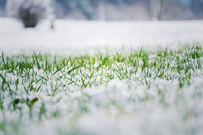 Rasen im Winter – Betreten verboten!