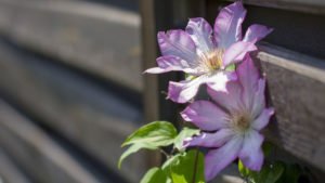 Clematis vermehren – So funktioniert’s Clematis vermehren