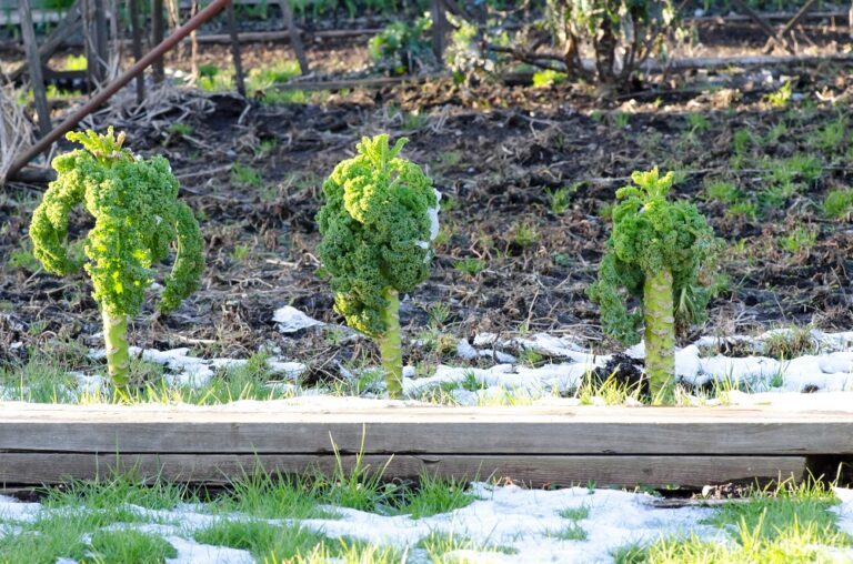 Gemüse im Winter – 2 Tipps