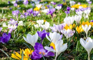 Krokusse pflanzen